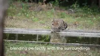 Sri Lankan Leopard Drinking Water | Rare Yala National Park Sighting