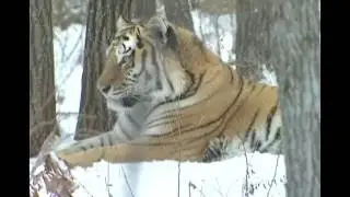 Siberian Tiger hunting Video | Siberian Tiger chase and kill deer