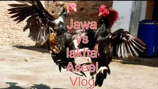 Jawa vs Lakha aseel vlog | My aseel update | Aseel vlog