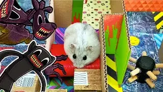 🐹 Хомяк сбегает из творческого лабиринта для домашних животных в реальной жизни 🐹.