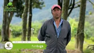 Como entender que el roble es fuente de vida.  Nos lo cuenta Herman Amaya desde CorpoBoyacá