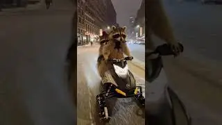 Raccoon Couple's Wild NYC Date: Racing Through City Streets! Ep. 23  #viralraccoon #raccoon