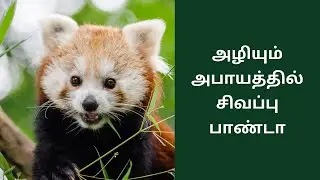 Why Red Panda is Closer to Extinction Than We May Think?