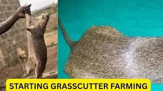 Starting a grasscutter farming in Nigeria