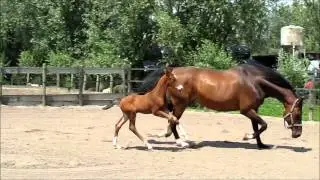 GEUZENWAARD (Bristol x Flemmingh) 1 week oud