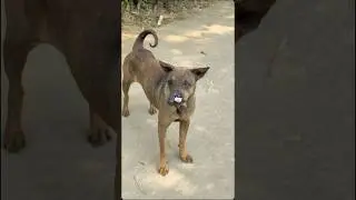 The Hottest Lip-Sync Dog on the Internet! #dogvideos #funnydogs #pettrends