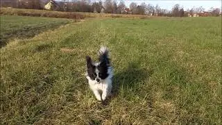 Adventspaziergang mit Dino dem Papillon