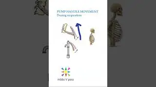 Anatomy Thorax 219 inspiration pump handle movement respiration sternum viva