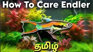 How to Care Endler Guppies || Aquarium fish || Tamil