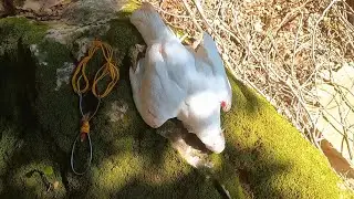 Making a bird-hunting slingshot using simple tools
