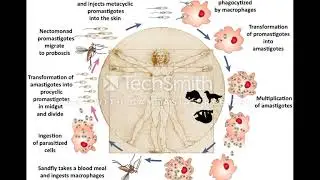 The population genetics and genomic epidemiology in Leishmania parasites