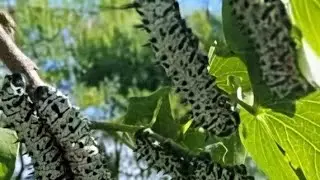 The Pula Pulse 
