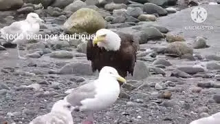 Aguila trumpista