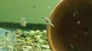 Freshwater Puffer Breeding....  Target Puffers, Tetraodon Turgidus