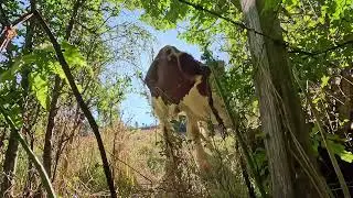 Cow on Via Podiensis, Le Puy Camino (GR 65), France
