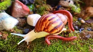 The Most Peaceful Encounter in Nature: Millipede & Snail meeting #insects #educationalmillipede 