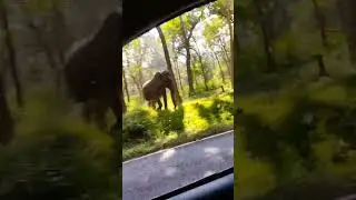 Muthanga Forest Road 🐘🐘#elephnat #forest #roadtrip #shortsviral