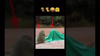 Fake tiger prank on monkey