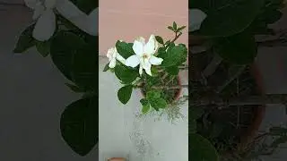 #gardenia #gandhraj #flower #plants #nature #garden #short #shorts #youtubefeedshortsvideo