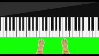 Сat paws. Сat green screen. Сat playing on the piano top view. 4k, green screen footage