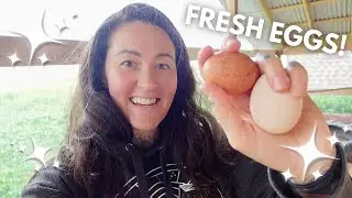 Ep 09 | Meet the Chickens at Our New Farm Sitting Gig in High River, Alberta 🐓🌾