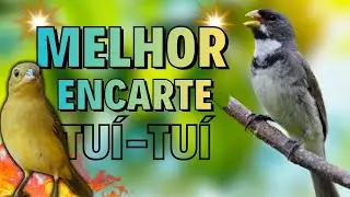 🔴MELHOR CANTO DE COLEIRO TUI TUI PARA ENCARTE 🔴🔴ÁUDIO COM FÊMEA LOUCO CHAMANDO🔴TURBINE SEU PARDO🔴