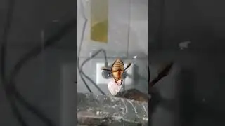 Wait till the end! Water beetle's diner gets stolen!
