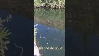 #agua #estanque #chelva #naturaleza