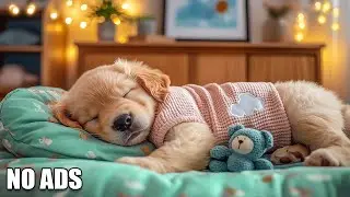 12 HOURS of Dog Calming Music🦮💖Anti Separation Anxiety Relief Music🐶🎵Music for Dogs⭐ Healing Music