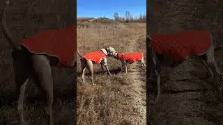 Stick tug of war #hounddog #albertadogs #tugofwar