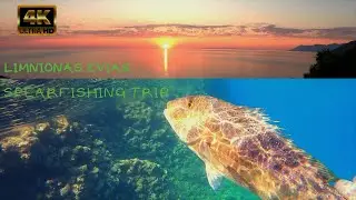 Spearfishing in Shallow Water 😱Big Dentex in shallow spearfishing.