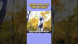 Hewan Pun Tahu Cara Berbagi