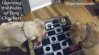 Learning the Rules of Dog Checkers