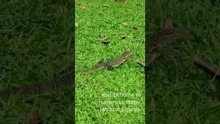 Say Hi to the Monster Lizards of  Lumphini Park,  Bangkok #shorts