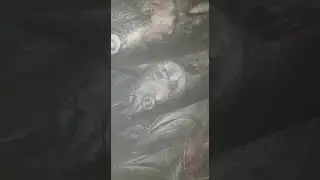 ikan dalam cold storage