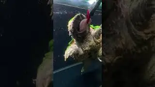 Alligator Snapping Turtle Enjoying Music While Eating Fish, Pure Bliss #TurtlePetEra #TurtleFeeding