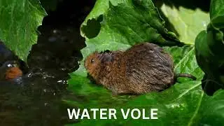 Pond Animals | Preschool Learning | Toddlers | Early Learners 
