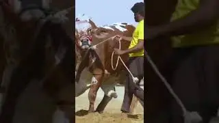 #cow #cowmandi #cowmandipakistan #cowmandikarachi #cowmandilover #cowmandi2023 #viralshots #viral