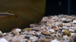 Nemacheilus cf. pallidus (wild) bij Aquarium Speciaalzaak Utaka 