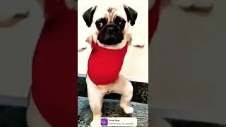 #pug #puppy #youtubeus #trending #short #rocky #video