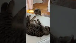 Meeting the foster cat for the first time