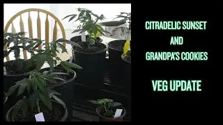 Cannabis Grow Update | Veg Stage Progress + Tips for Healthy Growth