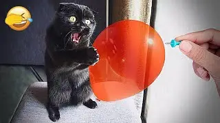 You Laugh You Lose 🥰 The funniest cat and dog video you'll see today 🐯 Part 7