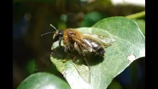 The Insect Orders song
