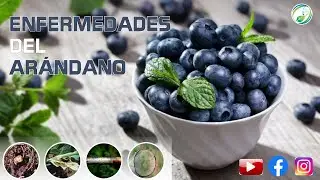 5 enfermedades del arándano