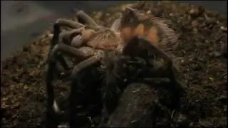 Brazilian Pink Bloom Tarantula feeding