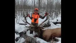 Bull Elk with 28 Nosler, Berger 180 hybrid