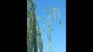 Blue&Green