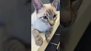 Chilling cat