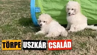 Törpe USZKÁR ❤️ illik hozzád ez a fajta?